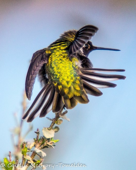 عکس پرندگان زیبا و مسحورکننده